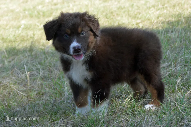 Roja #5 – Australian Shepherd puppy for sale in Canton, TX
