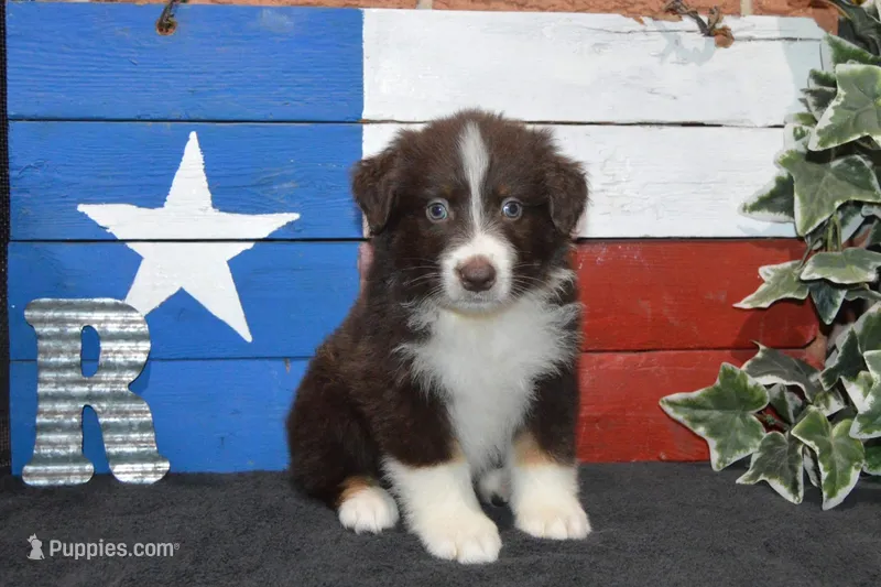 Roja #3 – Australian Shepherd puppy for sale in Canton, TX