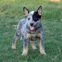 Zona #6, a female Australian Cattle Dog for sale in Canton, TX – Photo 8 of 10