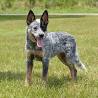 Zona #6, a female Australian Cattle Dog for sale in Canton, TX – Photo 6 of 10