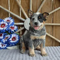 Zona #6, a female Australian Cattle Dog for sale in Canton, TX – Photo 9 of 10