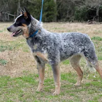 Zona #6, a female Australian Cattle Dog for sale in Canton, TX – Photo 5 of 10