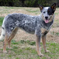 Zona #6, a female Australian Cattle Dog for sale in Canton, TX – Photo 2 of 10
