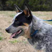 Zona #6, a female Australian Cattle Dog for sale in Canton, TX – Photo 3 of 10