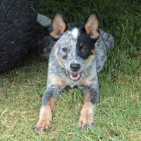 Zona #6, a female Australian Cattle Dog for sale in Canton, TX – Photo 7 of 10
