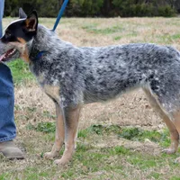 Zona #6, a female Australian Cattle Dog for sale in Canton, TX – Photo 4 of 10