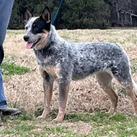Zona #6, a female Australian Cattle Dog for sale in Canton, TX – Photo 1 of 10