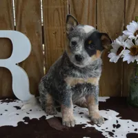 Zona #6, a female Australian Cattle Dog for sale in Canton, TX – Photo 10 of 10