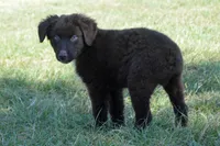 Roja #6, a male Australian Shepherd for sale in Canton, TX – 3 of 10