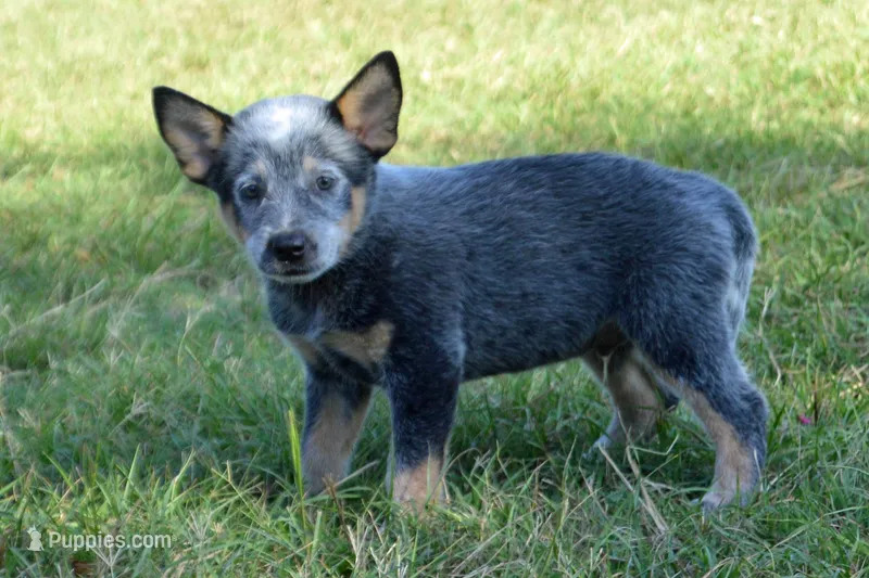 Zona #2 – Australian Cattle Dog puppy for sale in Canton, TX