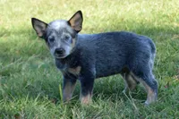 Zona #2, a male Australian Cattle Dog for sale in Canton, TX – 6 of 9