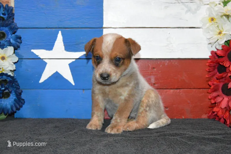 Teeter #1 – Australian Cattle Dog puppy for sale in Canton, TX