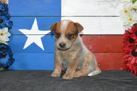 Teeter #1, a male Australian Cattle Dog for sale in Canton, TX – 1 of 4