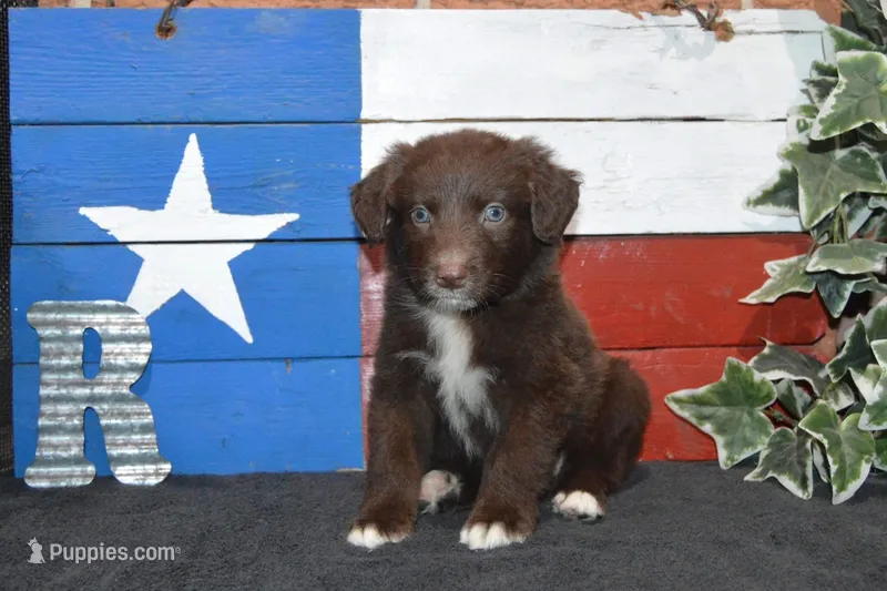 Roja #6 – Australian Shepherd puppy for sale in Canton, TX