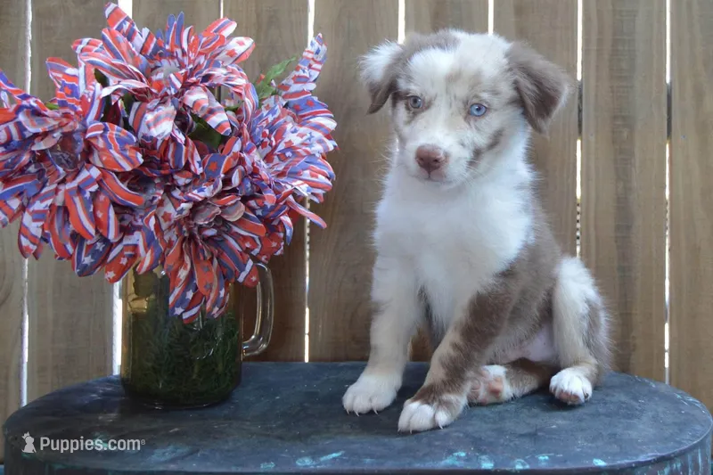 Kelcie #3 – Australian Shepherd puppy for sale in Canton, TX