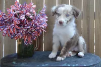 Kelcie #3, a male Australian Shepherd for sale in Canton, TX – 1 of 5