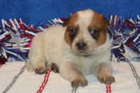 Teeter #5, a male Australian Cattle Dog for sale in Canton, TX – 6 of 7