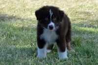 Roja #3, a male Australian Shepherd for sale in Canton, TX – 4 of 10