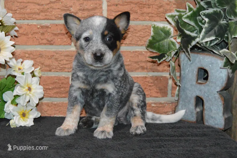 Letty #8 – Australian Cattle Dog puppy for sale in Canton, TX