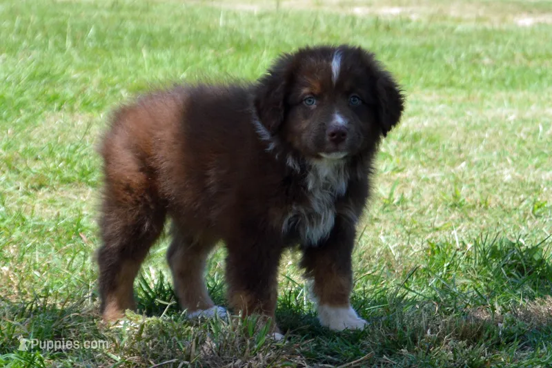 Kora #4 – Australian Shepherd puppy for sale in Canton, TX