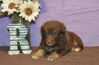 Onyx #9, a female Australian Shepherd for sale in Canton, TX – 3 of 4