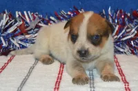 Teeter #2, a male Australian Cattle Dog for sale in Canton, TX – 3 of 4