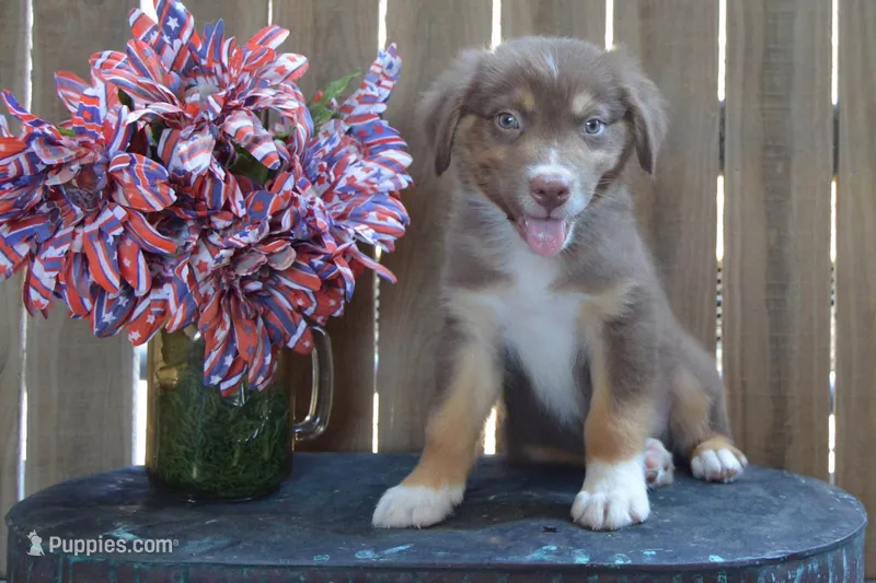 Kelcie #5 – Australian Shepherd puppy for sale in Canton, TX