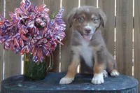Kelcie #5, a male Australian Shepherd for sale in Canton, TX – 1 of 5