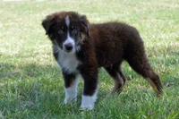 Roja #3, a male Australian Shepherd for sale in Canton, TX – 1 of 10