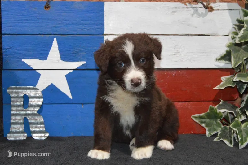 Roja #2 – Australian Shepherd puppy for sale in Canton, TX