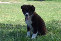 Roja #3, a male Australian Shepherd for sale in Canton, TX – 3 of 10