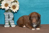 Onyx #3, a male Australian Shepherd for sale in Canton, TX – 3 of 4