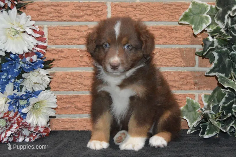 Kora #4 – Australian Shepherd puppy for sale in Canton, TX