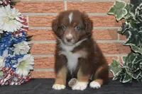 Kora #4, a male Australian Shepherd for sale in Canton, TX – 1 of 1