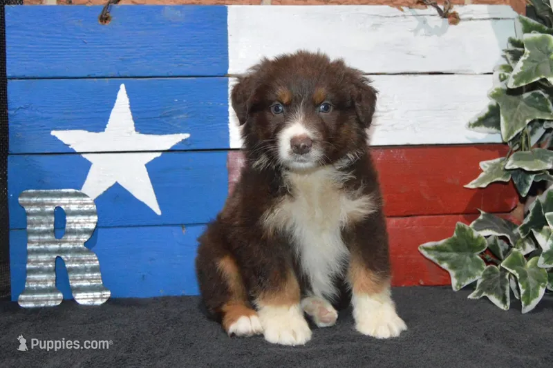 Roja #5 – Australian Shepherd puppy for sale in Canton, TX