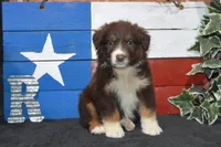 Roja #5, a male Australian Shepherd for sale in Canton, TX – 7 of 10