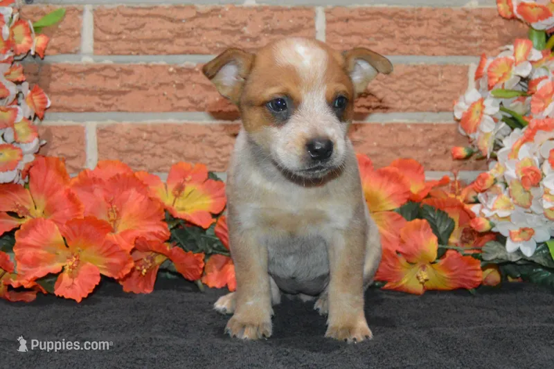 Teeter #9 – Australian Cattle Dog puppy for sale in Canton, TX