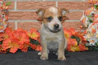 Teeter #9, a female Australian Cattle Dog for sale in Canton, TX – 5 of 9