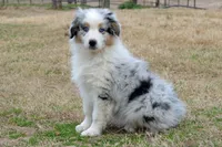 Wanda #3, a male Australian Shepherd for sale in Canton, TX – Photo 2 of 7