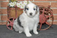 Wanda #3, a male Australian Shepherd for sale in Canton, TX – Photo 6 of 7