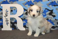 Wanda #3, a male Australian Shepherd for sale in Canton, TX – Photo 5 of 7