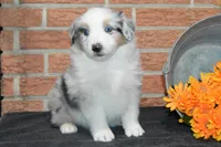 Wanda #3, a male Australian Shepherd for sale in Canton, TX – Photo 4 of 7
