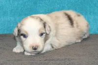 Wanda #3, a male Australian Shepherd for sale in Canton, TX – Photo 7 of 7