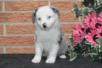 Ellie #4, a female Australian Shepherd for sale in Canton, TX – Photo 1 of 5