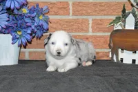 Kelcie #4, a female Australian Shepherd for sale in Canton, TX – Photo 2 of 2