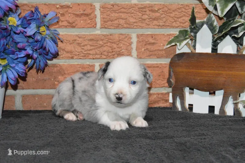 Kelcie #4 – Australian Shepherd puppy for sale in Canton, TX