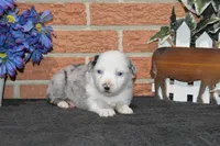 Kelcie #4, a female Australian Shepherd for sale in Canton, TX – Photo 1 of 2