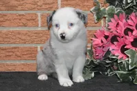 Ellie #4, a female Australian Shepherd for sale in Canton, TX – Photo 2 of 5