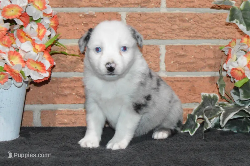Kelcie #4 – Australian Shepherd puppy for sale in Canton, TX