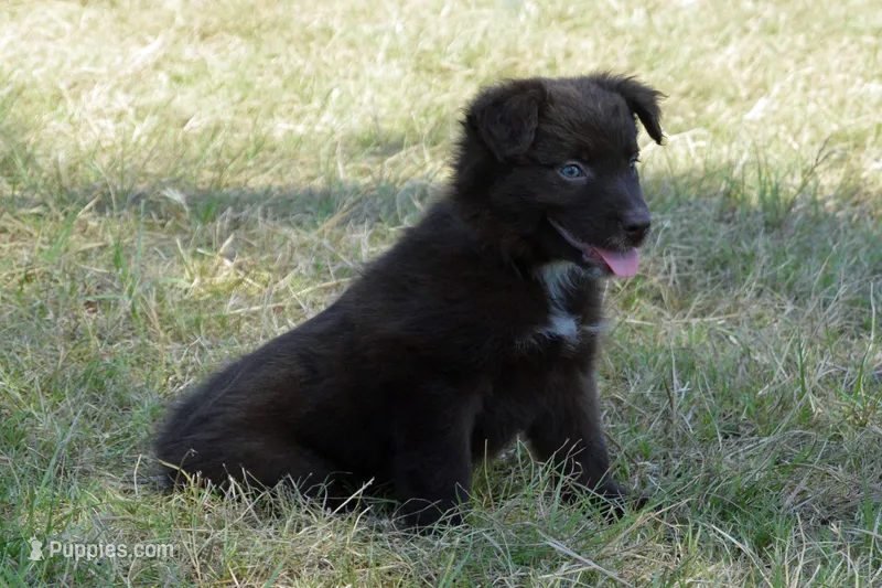 Onyx #8 – Australian Shepherd puppy for sale in Canton, TX
